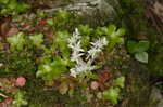 Woodland stonecrop